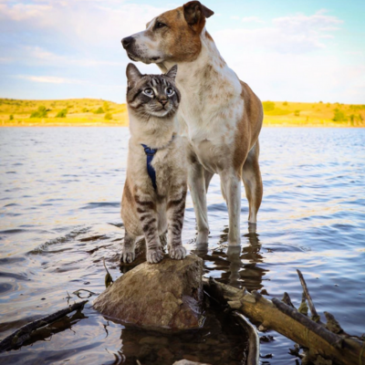 Henry, the Colorado Dog